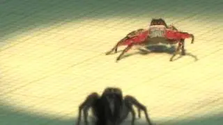 Habronattus americanus jumping spider courtship