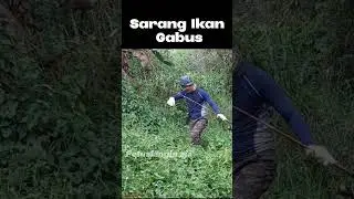 Senangnya Ketemu Sarang Gabus #saranggabus #shortvideomancing