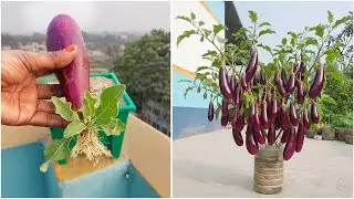 Growing brinjal plant at home | Easy method that works fast