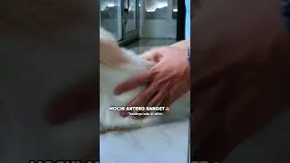Cat comb for matted fur