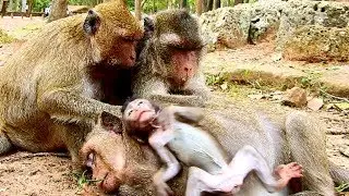 Poor Daniela starve cos milk, Baby drop body and hug mum to request milk, Hungry 1016