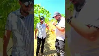 Throwback to the Chalk Hill Chardonnay Vineyards with Herzog Winery
