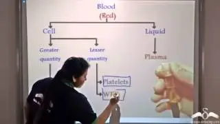 Fluid Connective Tissue