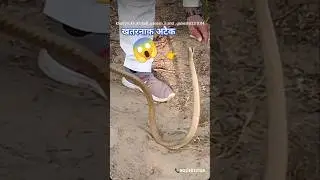 rat snake attack #dhamansnake#shortbreack#shorts #ads #ganeshji