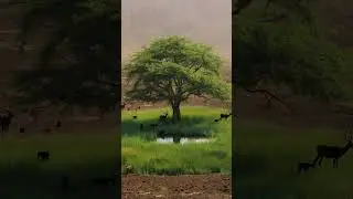 ¡Se acabó el llanto! Escucha: 