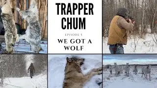 Эпизод 5: У нас есть волк || Trapper Chum