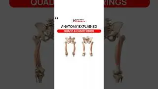 Quads & Hamstrings Unleashed: Exploring the Powerhouses of the Lower Body