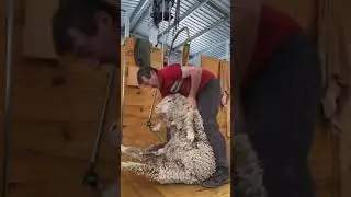 how to harvesting wool 🐏🐏