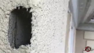 Squirrel Chew Hole on the Outside of a House