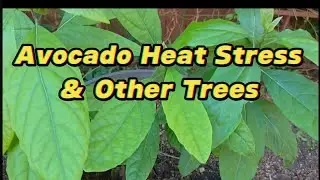 Avocado Heat Stress & My Other Trees 2025 Update