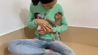 Weepinq BiBi mnkey sadd face for mom hug her too
