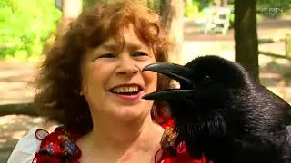 Fernsehen aus Niedersachsen  Das Greifvogelgeh&auml;ge Bispingen