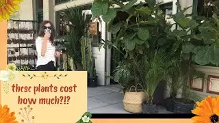Rare Plant shopping and haul at 5 Sacramento, CA Nurseries and Boutique Plant Shops