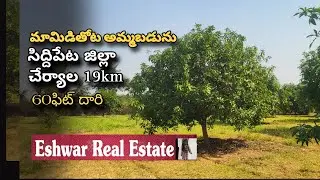 Mango Garden for sale siddipet 