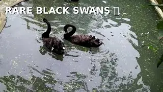 Rare Black Swans Swimming Peacefully 🦢 | Beautiful Nature View