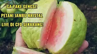 GA PAKE GENGSI! PETANI JAMBU KRISTAL LIVE DI CFD SEKARANG!