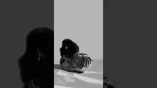 D & S #homegrownchickens #texas #capcut #chicksofyoutube