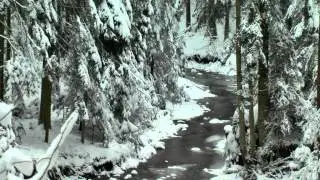 Prosto z lasu, odcinek 2/15