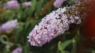 Buddleja davidii - El arbusto de las Mariposas - características y cuidados - Lilo de verano