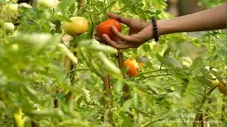 വീട്ടിലെ കൃഷി ആവശ്യത്തിന് പച്ചക്കറി || home made vegetables || #farming #healthy #malayalam #agworld