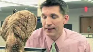 Dennis The Office Cobra: Episode 1 The Promotion