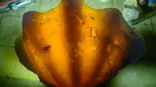 Giant TAKLOBO pearl found on the beach