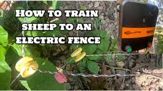 How do you train sheep or livestock to an electric fence?