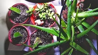 Keeping Indoor Plants Healthy in Winter