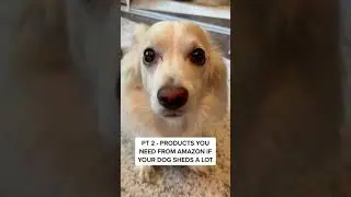 Best vacuum for pet hair 2022 Neabot pet grooming kits
