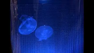 Moon Jellyfish Art Nano Tank - Back Panel Mesh Install