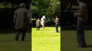 Dangerous Squirrel (Trigger Happy TV)