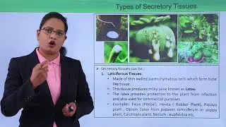 Class10th – Secretory Tissues Types and Function | Xylem | Tutorials Point
