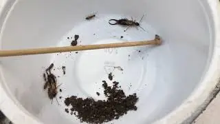 Mantis Care #3 - Feeding L4 Mantis  Nymphs, Mantis eats Earwig