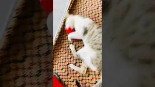 🐱 CHIL 🐈 #cat #catshorts #cat catvideo