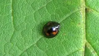 Viervleklieveheersbeestje - Exochomus quadripustulatus