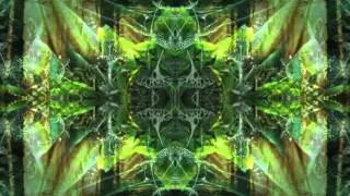 Junglelyd - Kambo