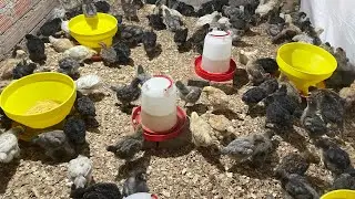 Con esto NUNCA tendrás gallinas moertas 
