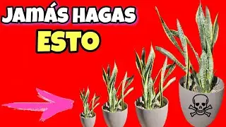 NUNCA M&Aacute;S le HAGAS esto A tu SANSEVIERIA! Cuidados de la Lengua de suegra, Espada de san Jorge