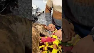 &ldquo;Dog Leg Swelling? This Case Reveals the Real Reason 🐕⚠️&rdquo;  #petvetclinic #drashutoshchaudhary
