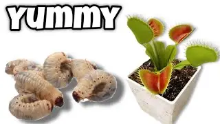 Venus Flytrap Feeding