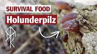 Survival Food Holunderpilz | Judasohr /& Lecker chinesisch kochen | Bushcraft | Survival | Urviech