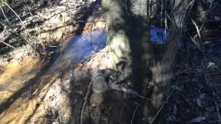 Coon in duke dogproof