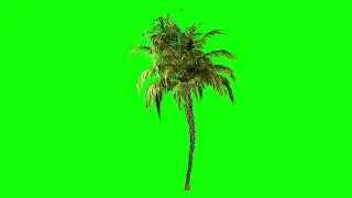 green screen palm tree || green screen videos