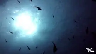Mysterious dance Underwater Video Koh Tao Thailand HD by Fakeye