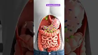 What Happens When You Eat Grapes? 🍇 | 3D Animation