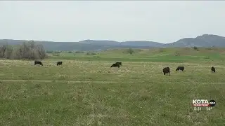 South Dakota Cattlemen&rsquo;s Association weighs in on Southern Border closure to livestock