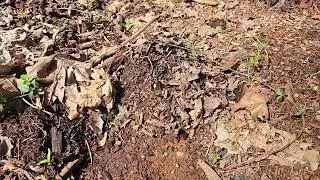 Sign Tracking Cougar. Hiking in Old Growth Forest with Mark J Wienert Video 14