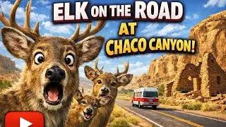 Elk Take Over the Road | Winter Morning in Chaco Canyon
