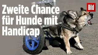 Hier bekommen Rolli-Hunde ein neues Leben geschenkt | &bdquo;De Hun'nenhoff