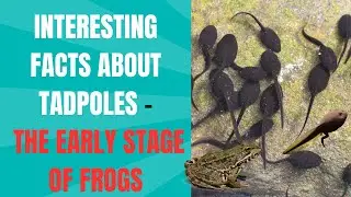 🐸💚 Interesting Facts About Tadpoles &ndash; The Early Stage of Frogs -Animal Sounds